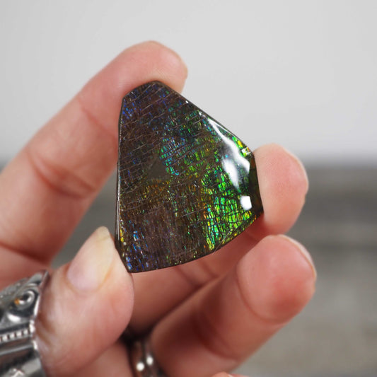 Ammolite from Alberta, Canada E