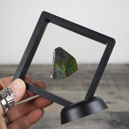 Ammolite from Alberta, Canada E