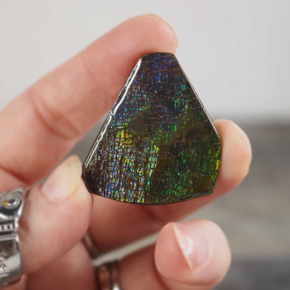 Ammolite from Alberta, Canada E