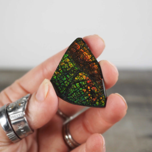 Ammolite from Alberta, Canada F
