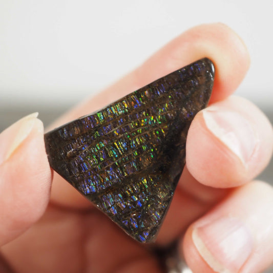 Ammolite from Alberta, Canada H