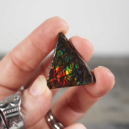 Ammolite from Alberta, Canada I