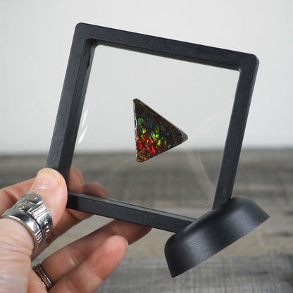Ammolite from Alberta, Canada I