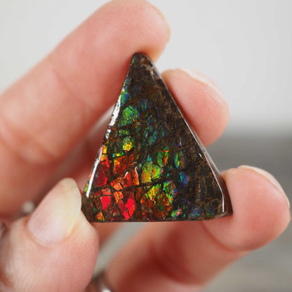 Ammolite from Alberta, Canada I