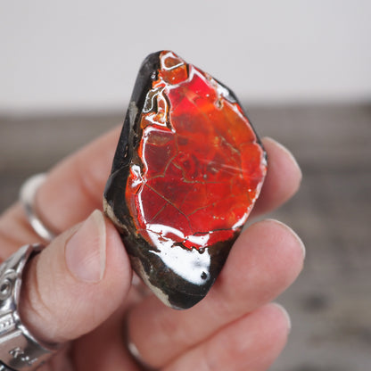 Ammolite from Alberta, Canada AA01