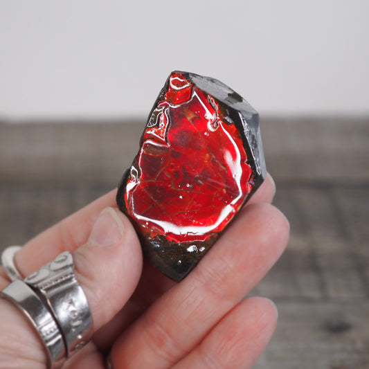 Ammolite from Alberta, Canada AA01