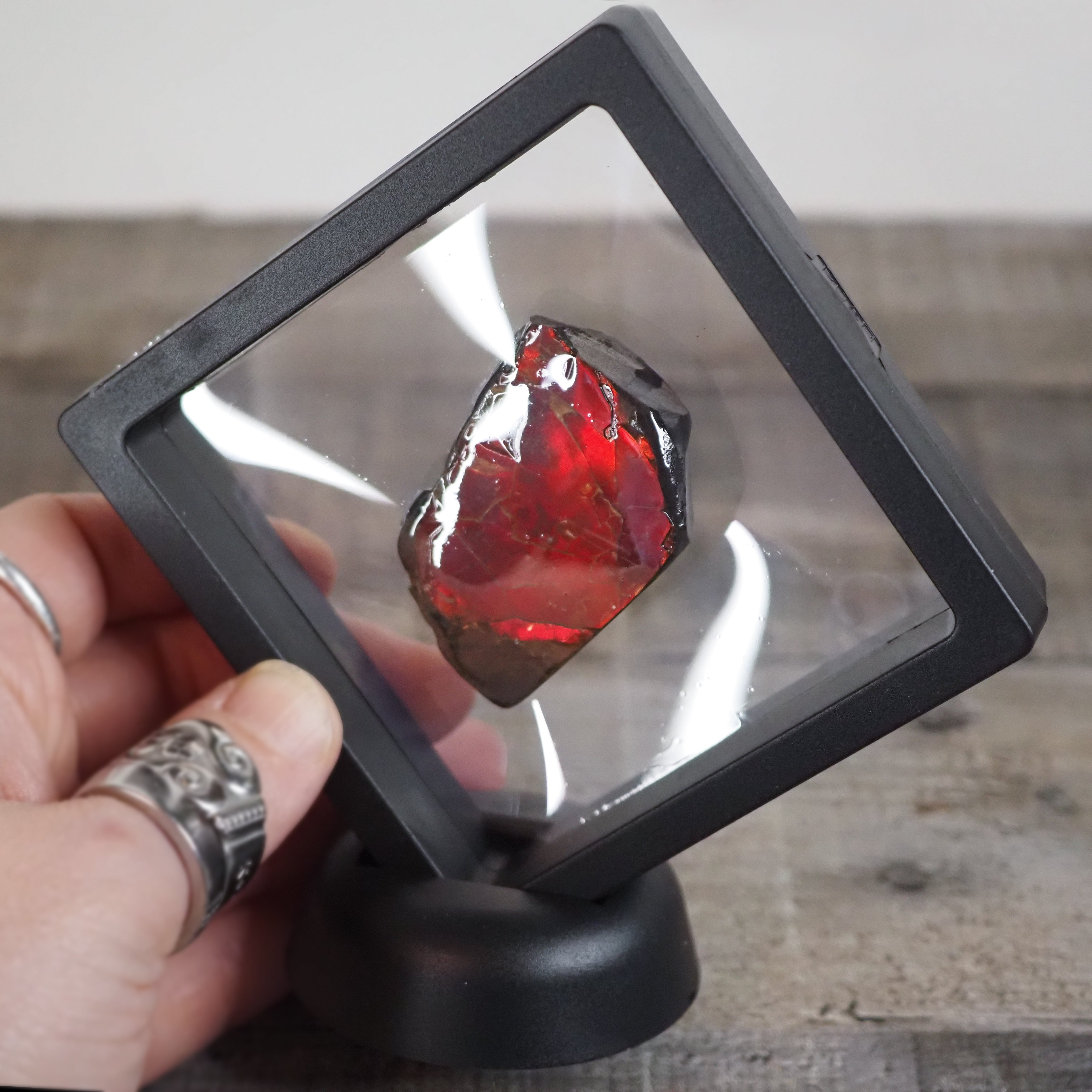 Ammolite from Alberta, Canada AA01