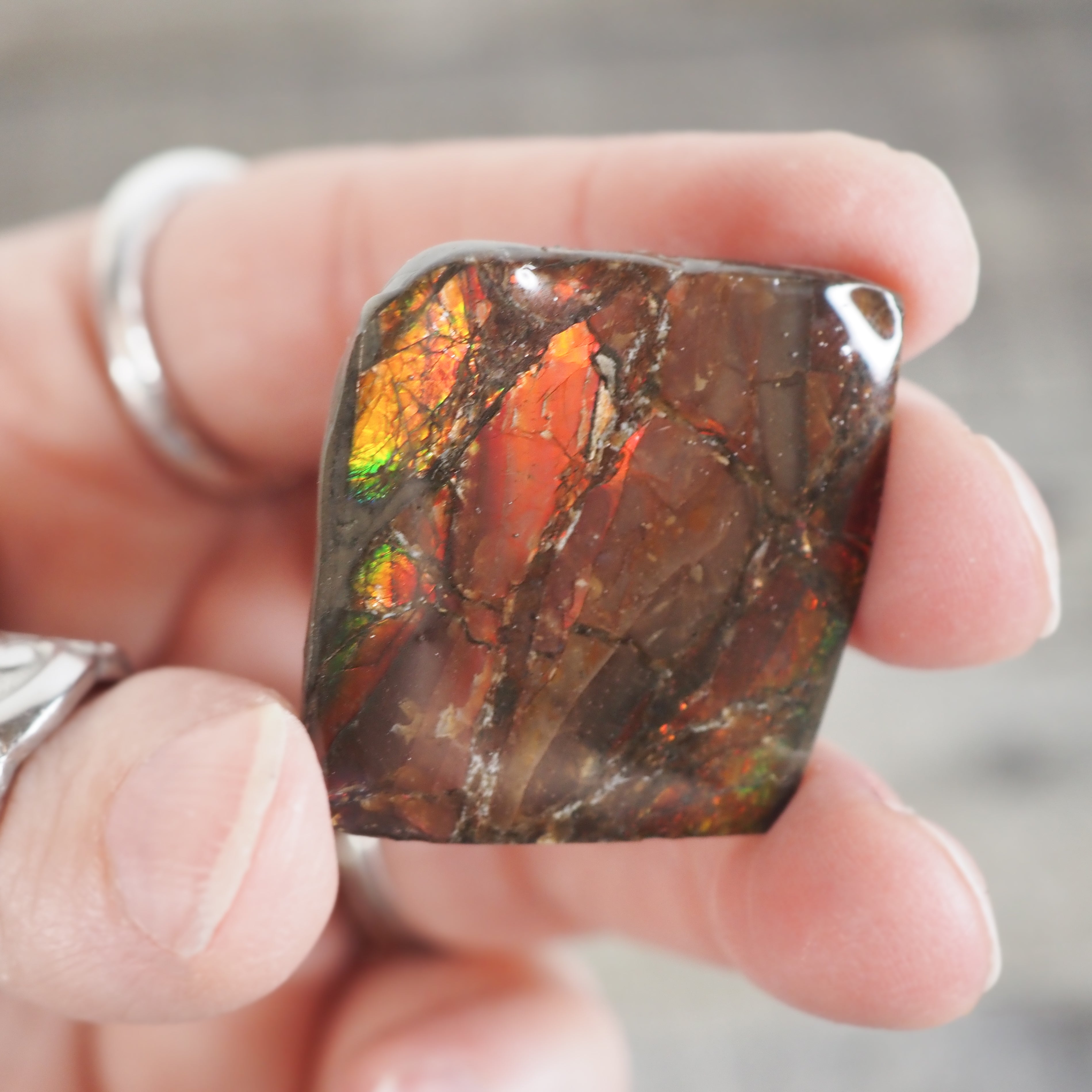 Ammolite from Alberta, Canada AA02