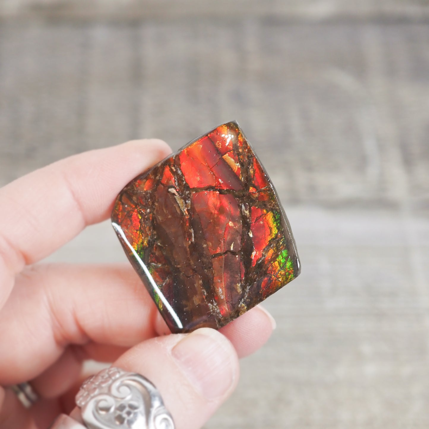 Ammolite from Alberta, Canada AA02