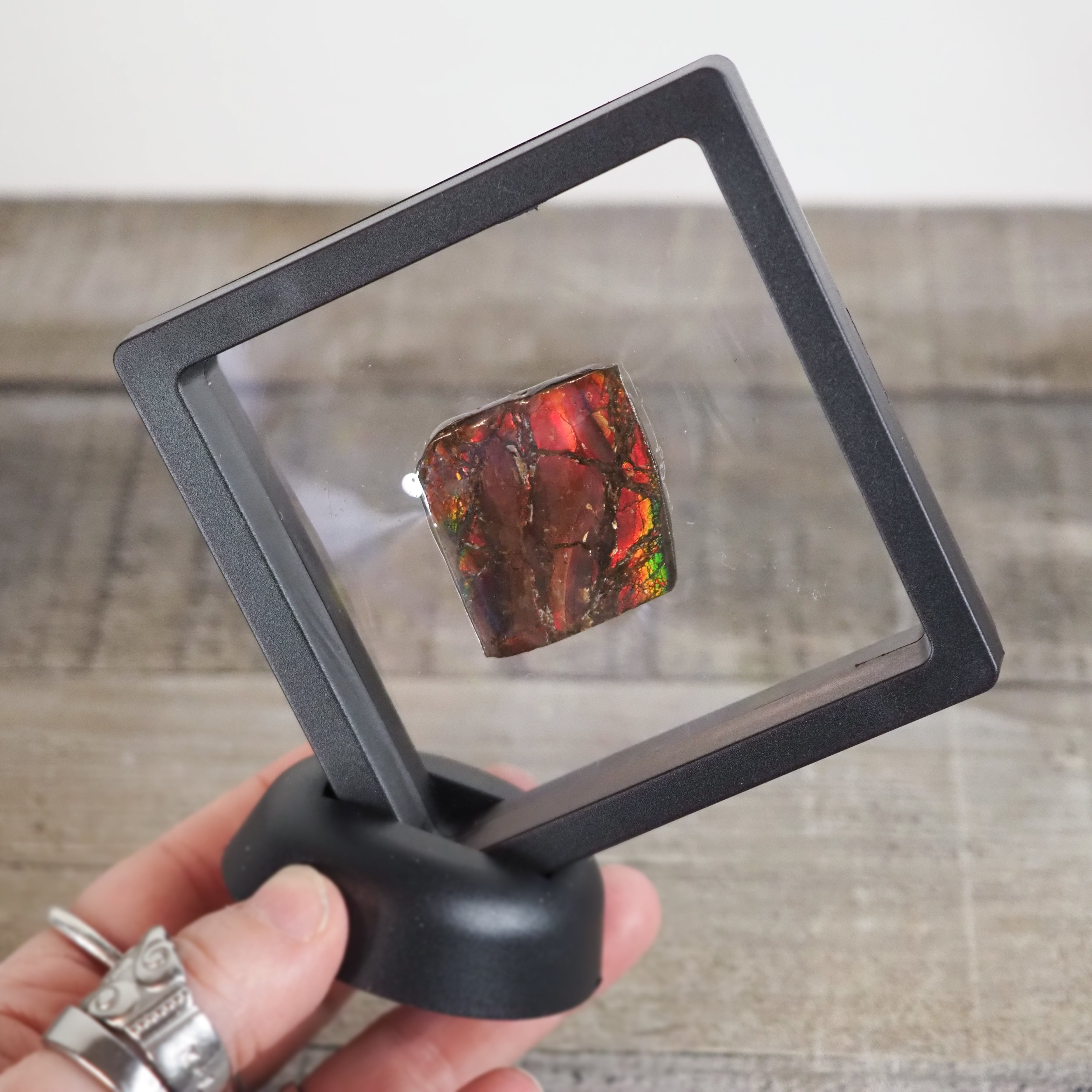 Ammolite from Alberta, Canada AA02