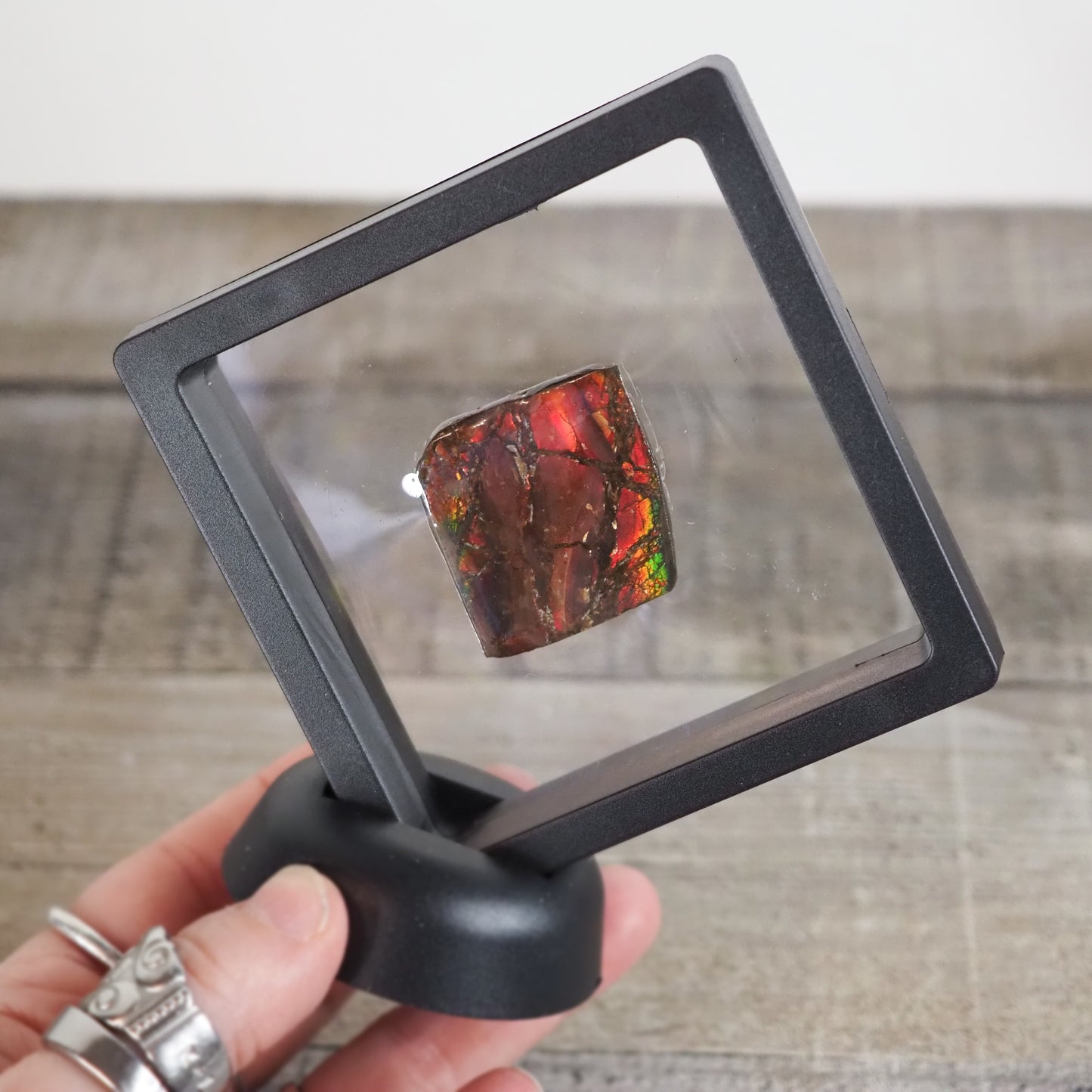 Ammolite from Alberta, Canada AA02