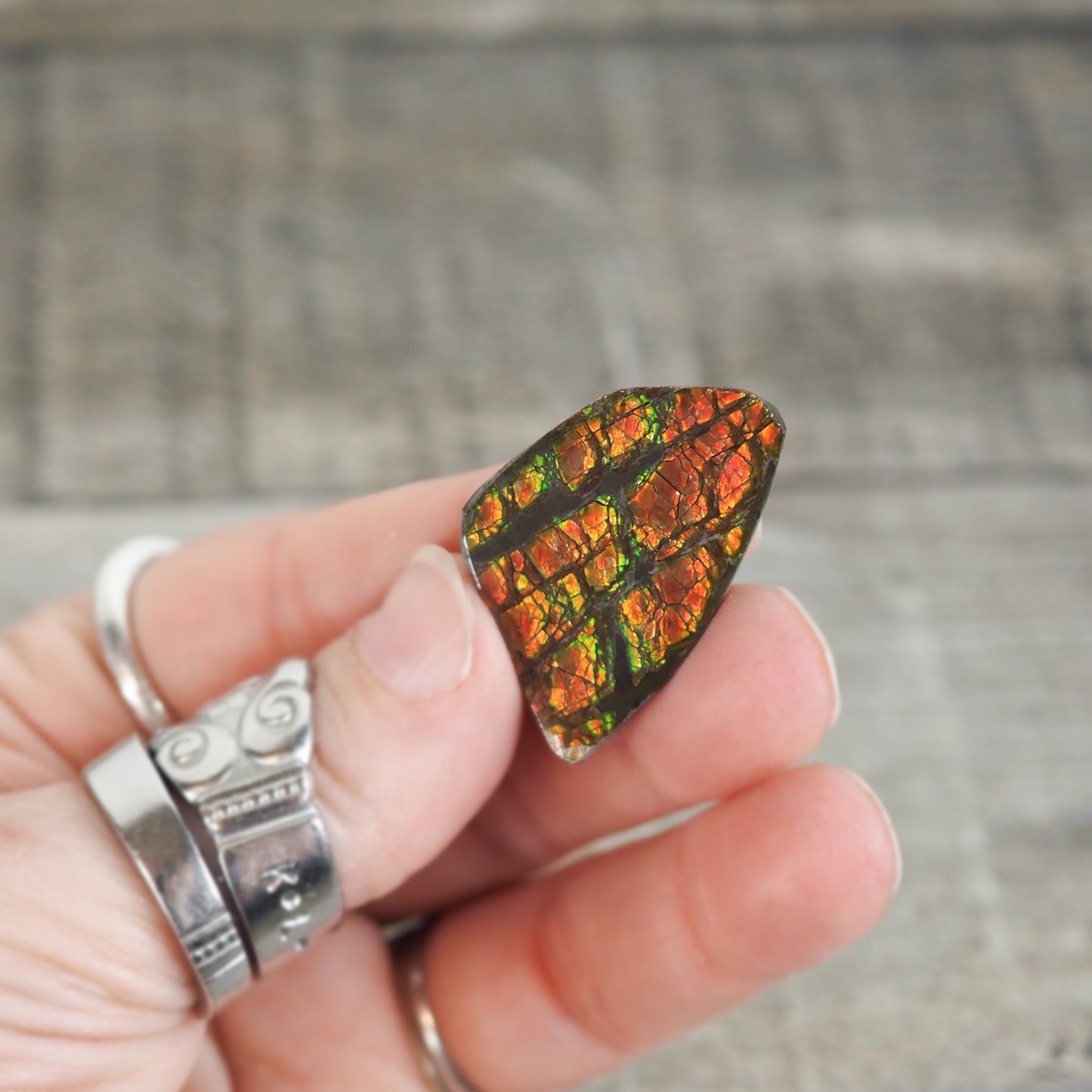 Ammolite from Alberta, Canada AA03