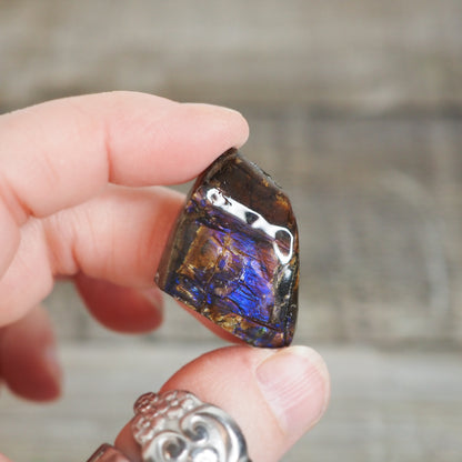 Ammolite from Alberta, Canada AA04