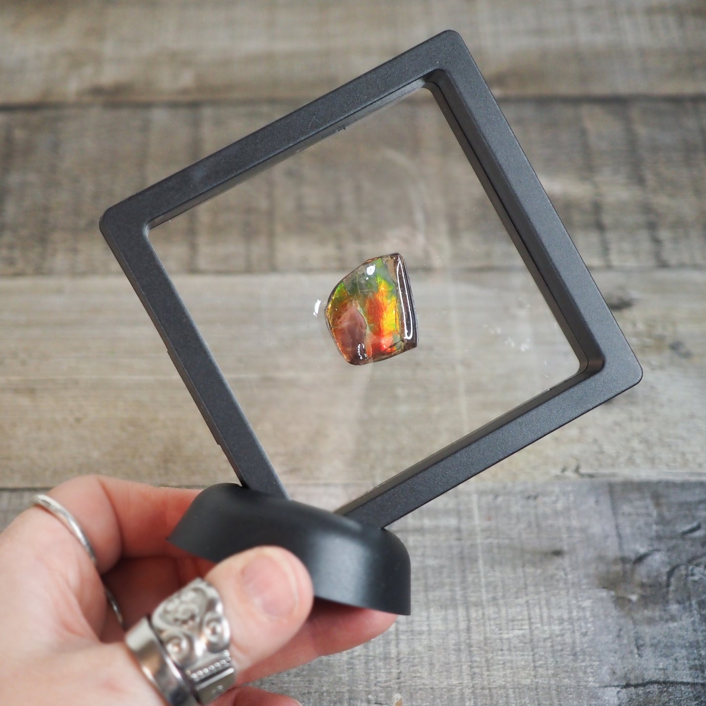 Ammolite from Alberta, Canada AA06