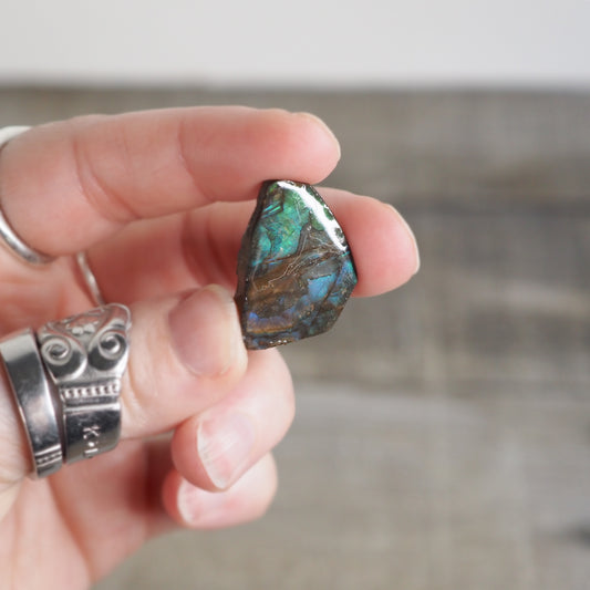 Ammolite from Alberta, Canada AA07