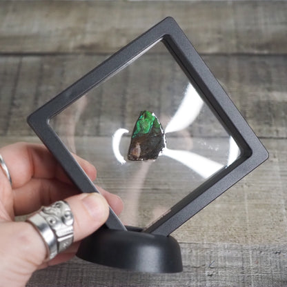 Ammolite from Alberta, Canada AA07