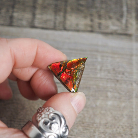 Ammolite from Alberta, Canada AA08