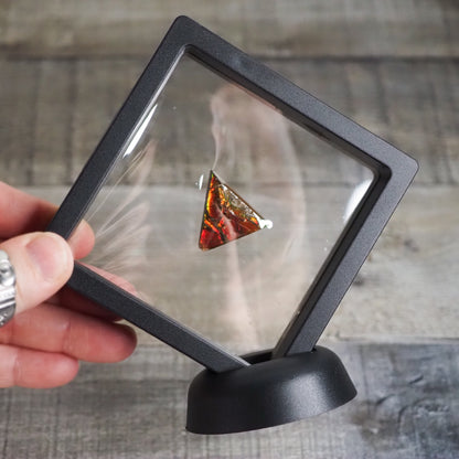 Ammolite from Alberta, Canada AA08