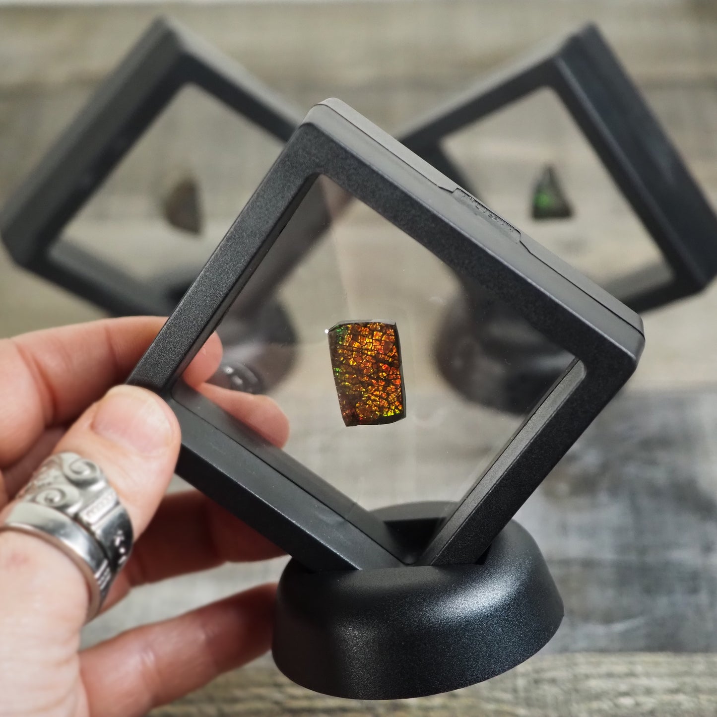 Ammolite from Alberta, Canada in Floating Frame AA10 - AA13