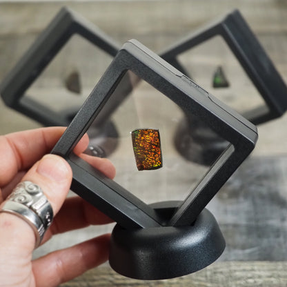 Ammolite from Alberta, Canada in Floating Frame AA10 - AA13