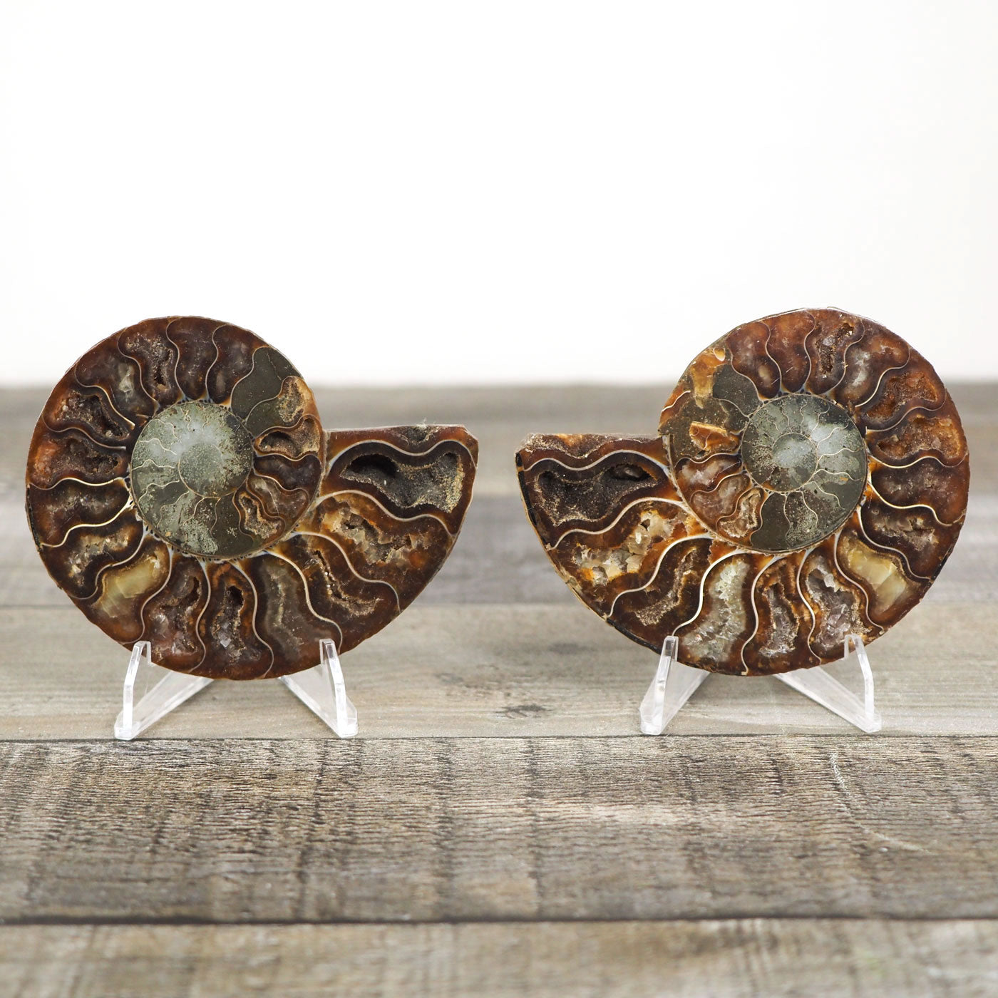 Agatized Ammonite Fossil Pair B