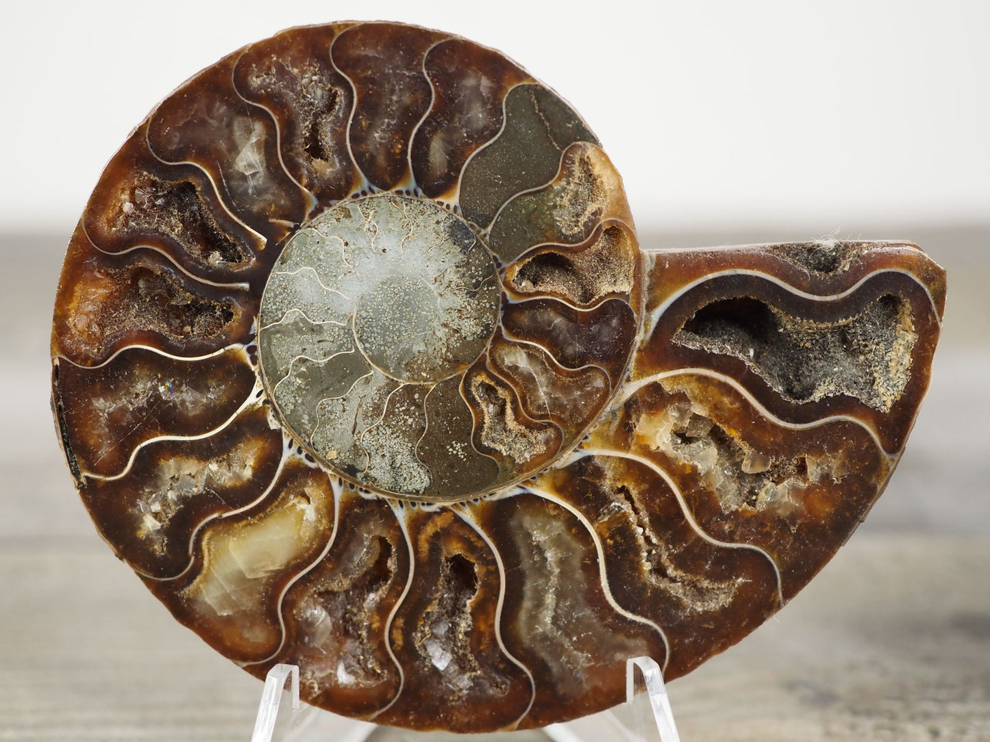 Agatized Ammonite Fossil Pair B