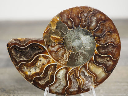 Agatized Ammonite Fossil Pair B