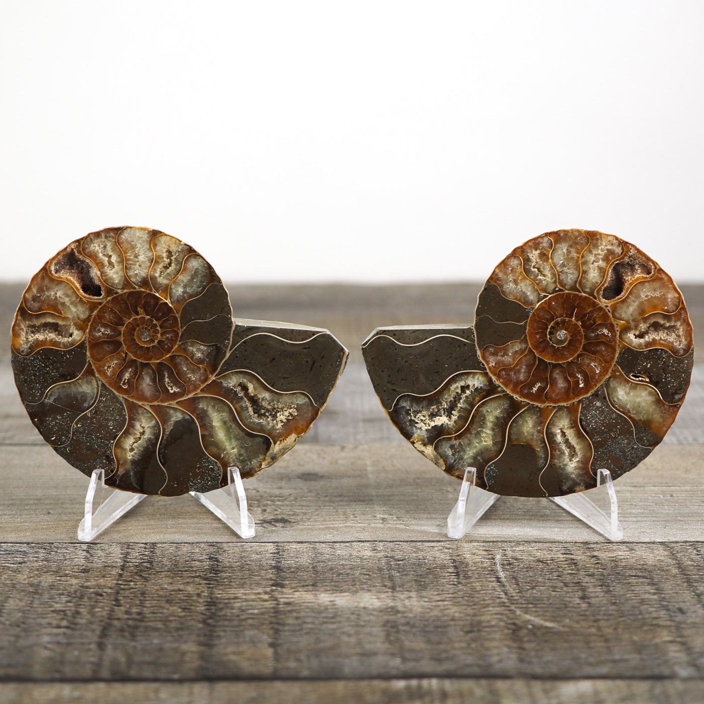 Agatized Ammonite Fossil Pair C