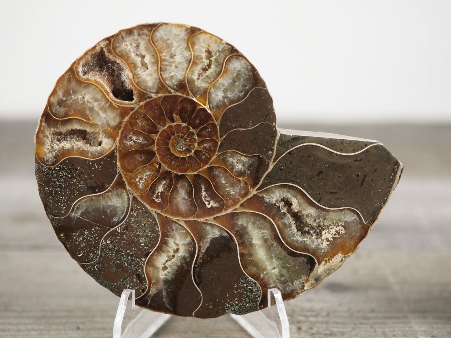 Agatized Ammonite Fossil Pair C