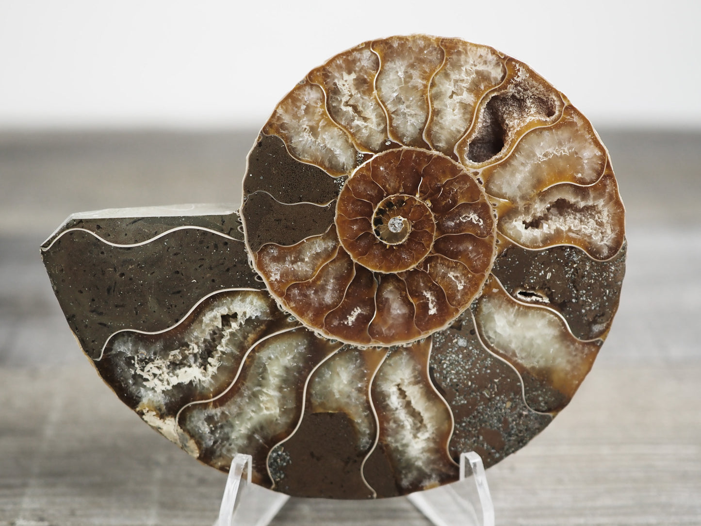 Agatized Ammonite Fossil Pair C