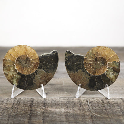 Agatized Ammonite Fossil Pair D