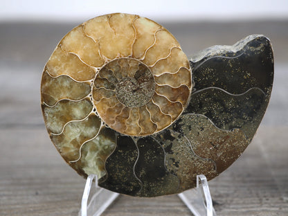 Agatized Ammonite Fossil Pair D