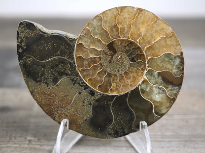 Agatized Ammonite Fossil Pair D