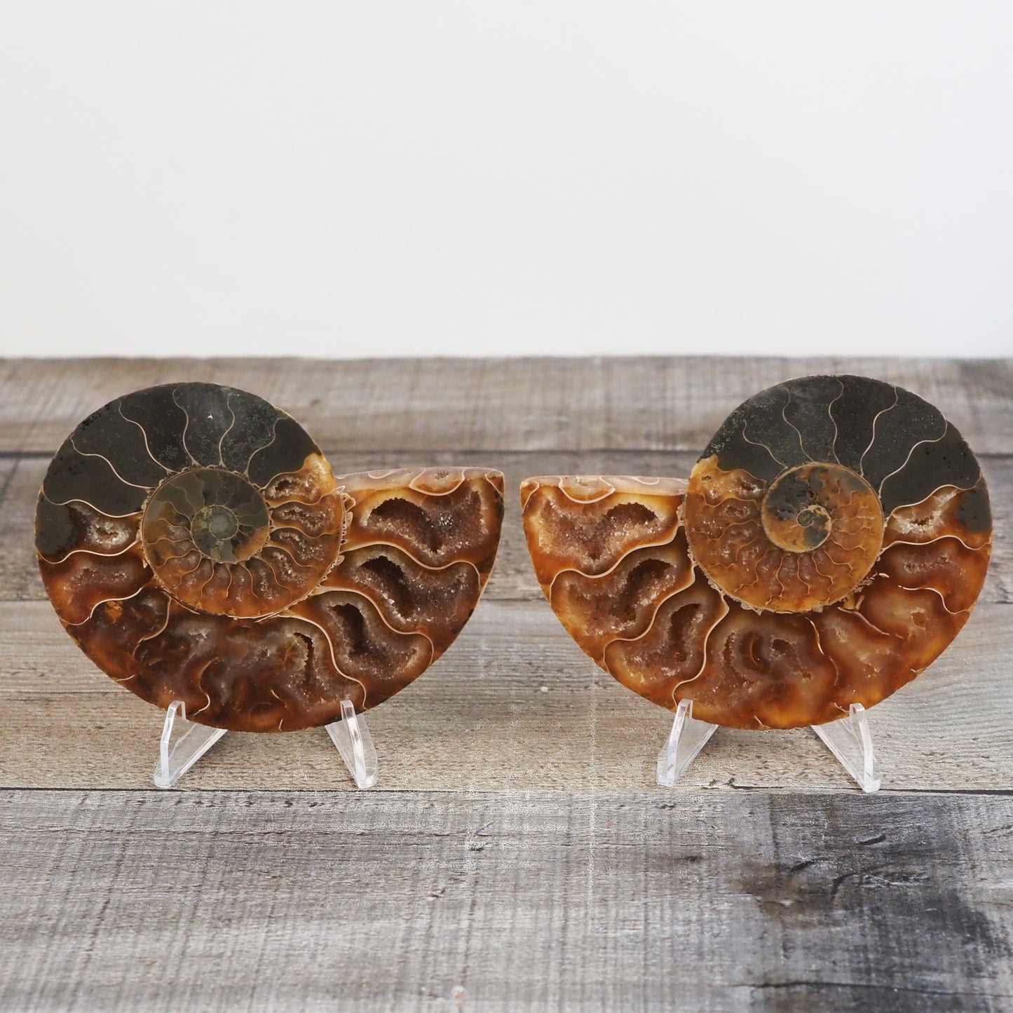 Agatized Ammonite Fossil Pair AA01