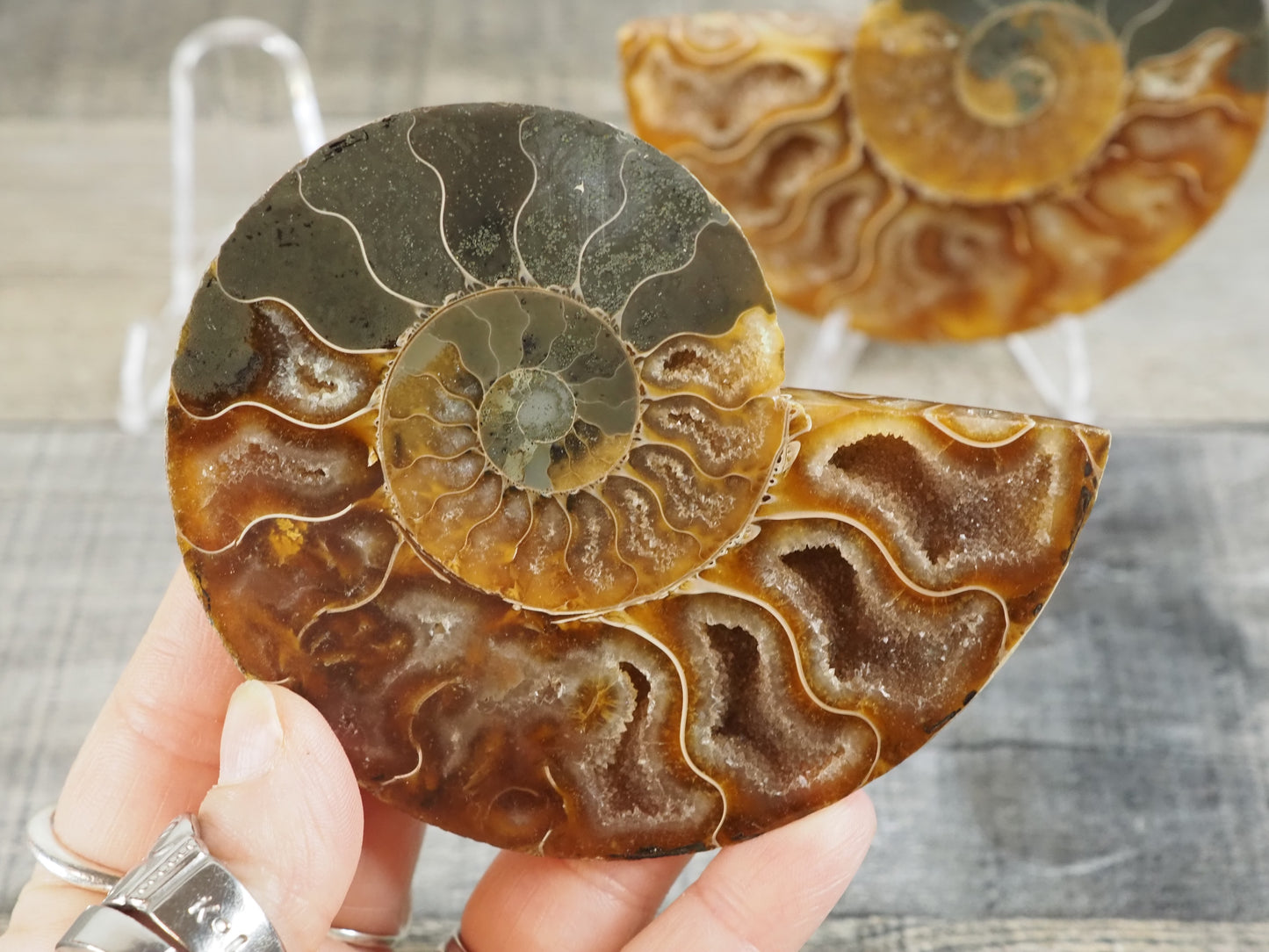 Agatized Ammonite Fossil Pair AA01