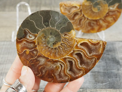 Agatized Ammonite Fossil Pair AA01
