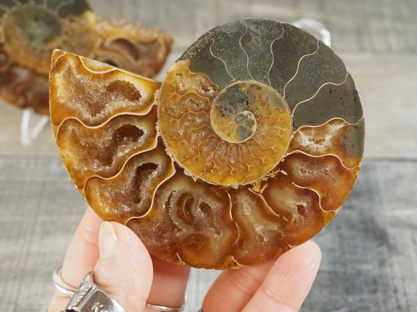 Agatized Ammonite Fossil Pair AA01