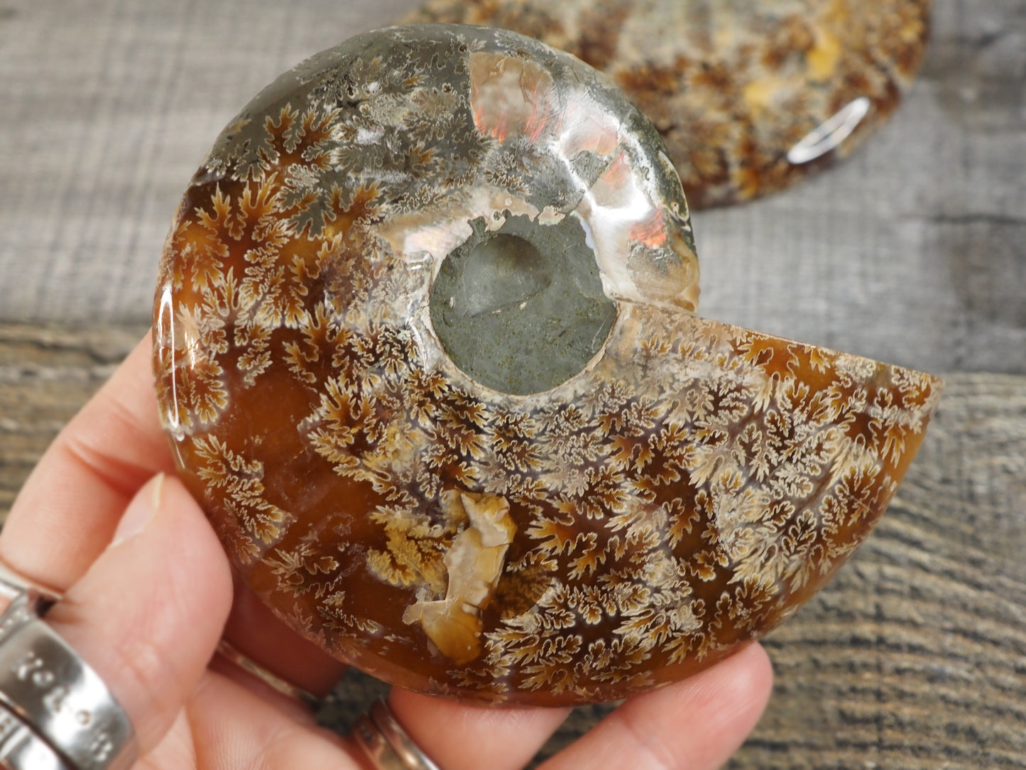 Agatized Ammonite Fossil Pair AA01