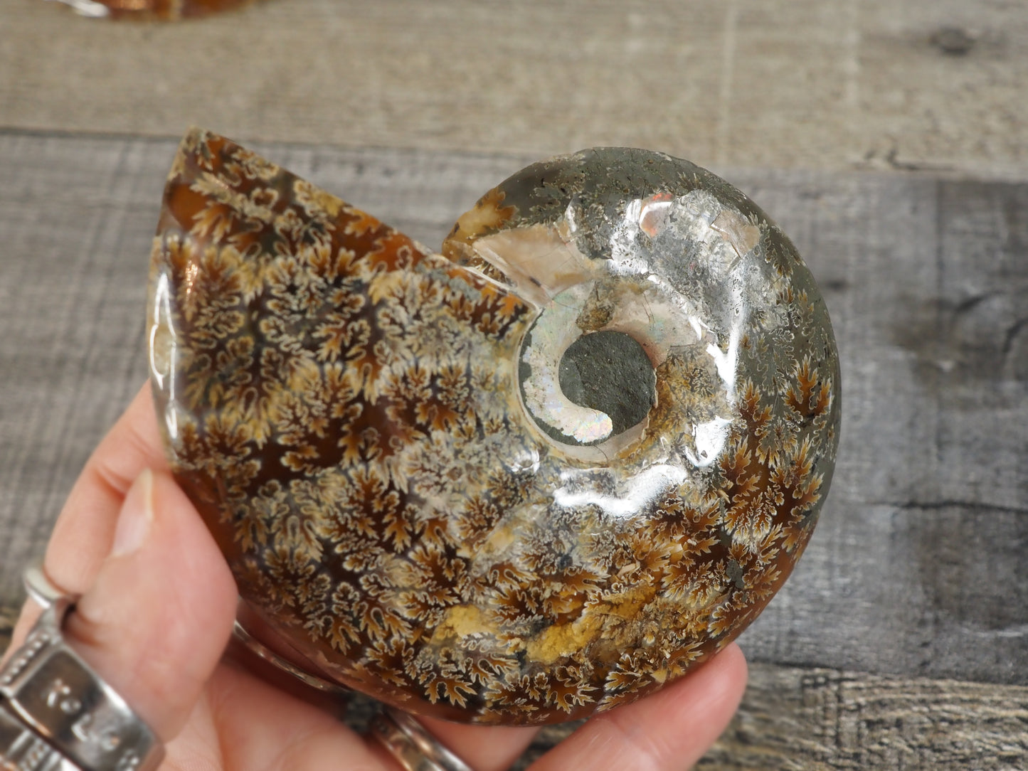 Agatized Ammonite Fossil Pair AA01