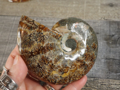 Agatized Ammonite Fossil Pair AA01