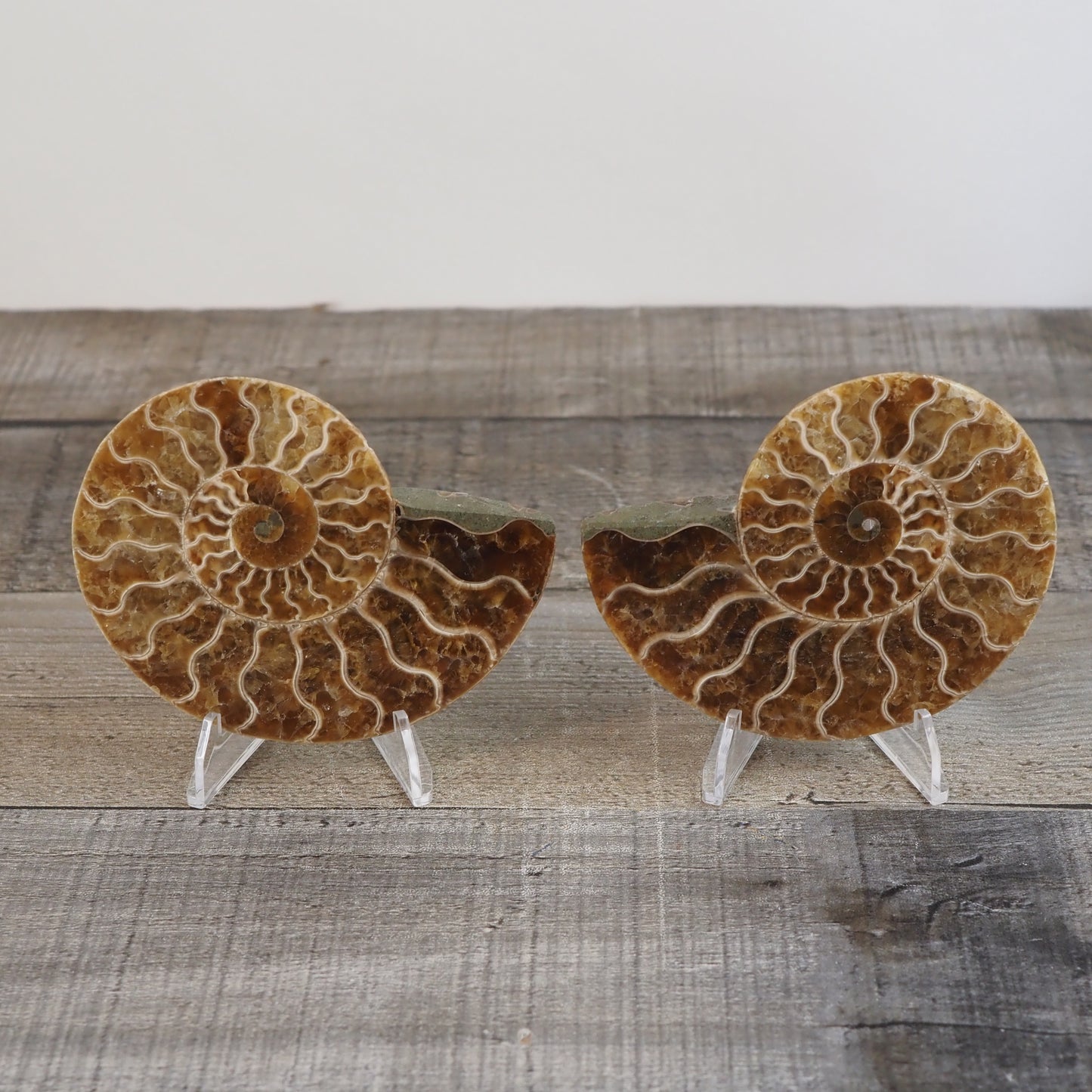 Agatized Ammonite Fossil Pair AA02