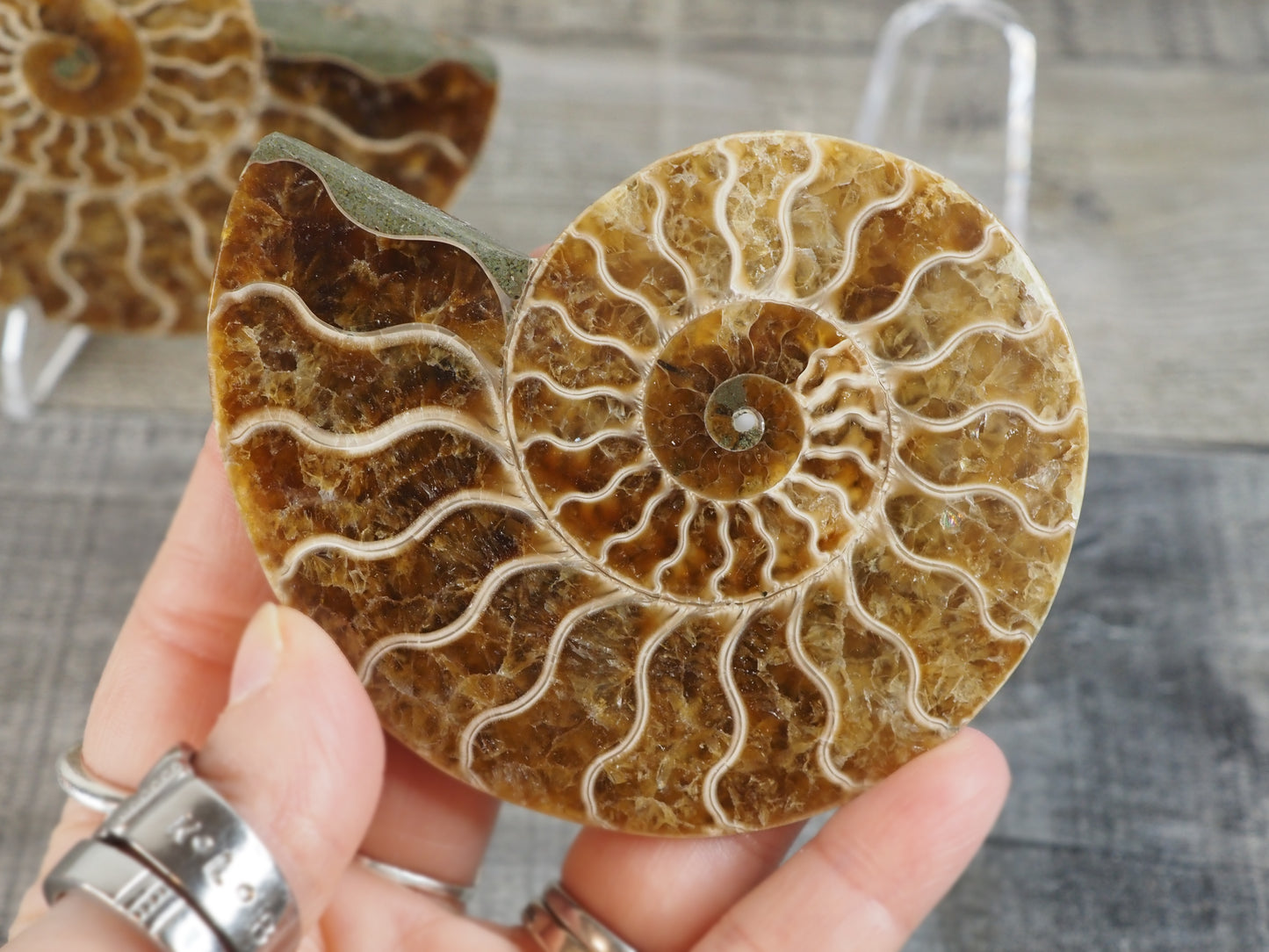 Agatized Ammonite Fossil Pair AA02