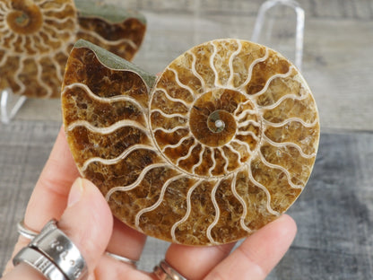 Agatized Ammonite Fossil Pair AA02