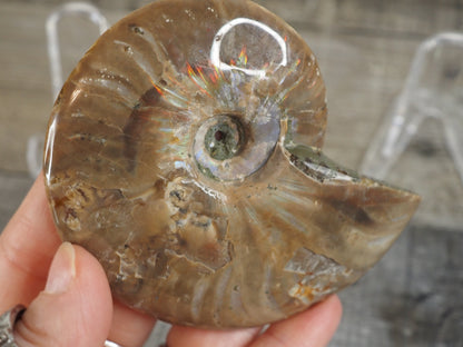 Agatized Ammonite Fossil Pair AA02