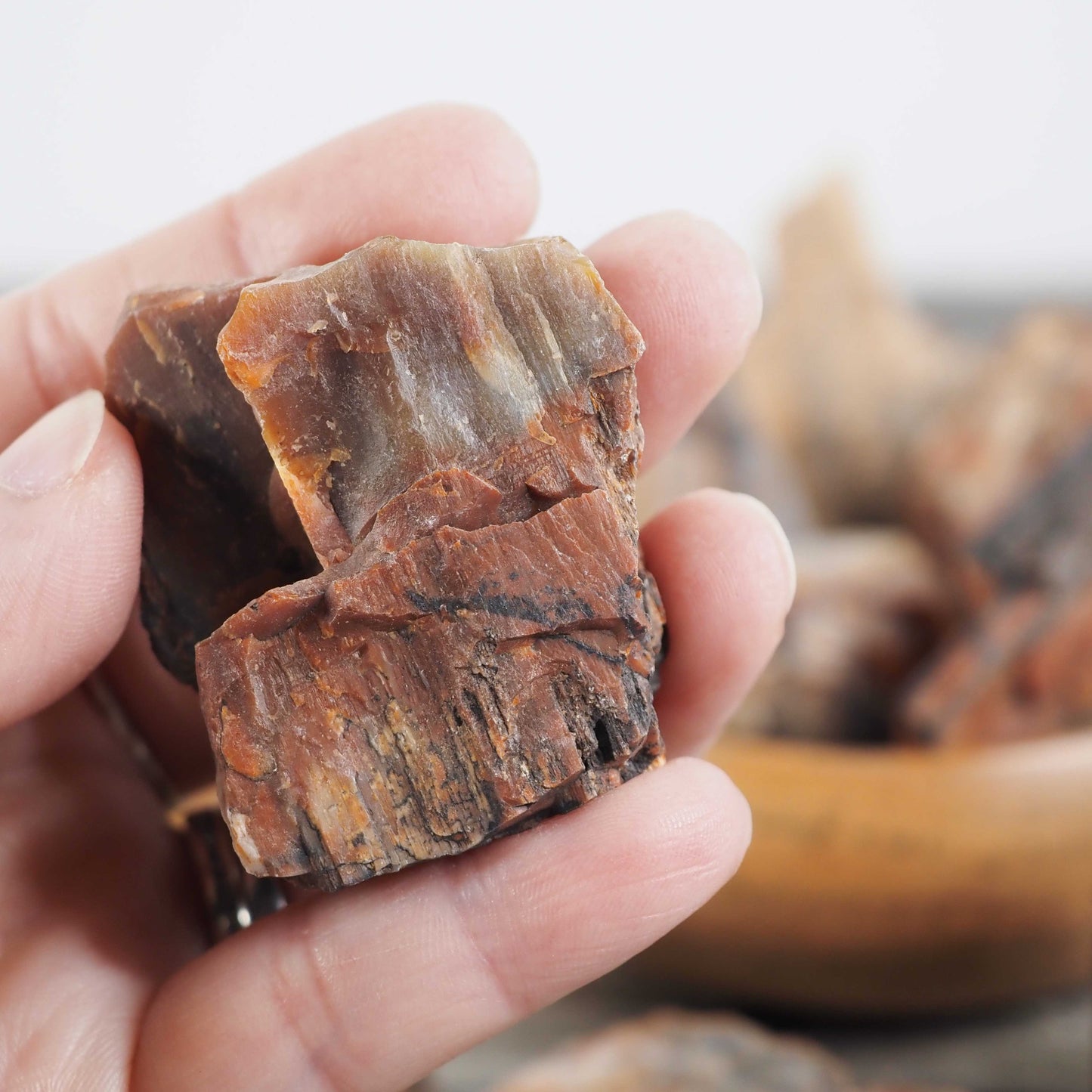 Arizona Rainbow Petrified Wood - Large Pieces