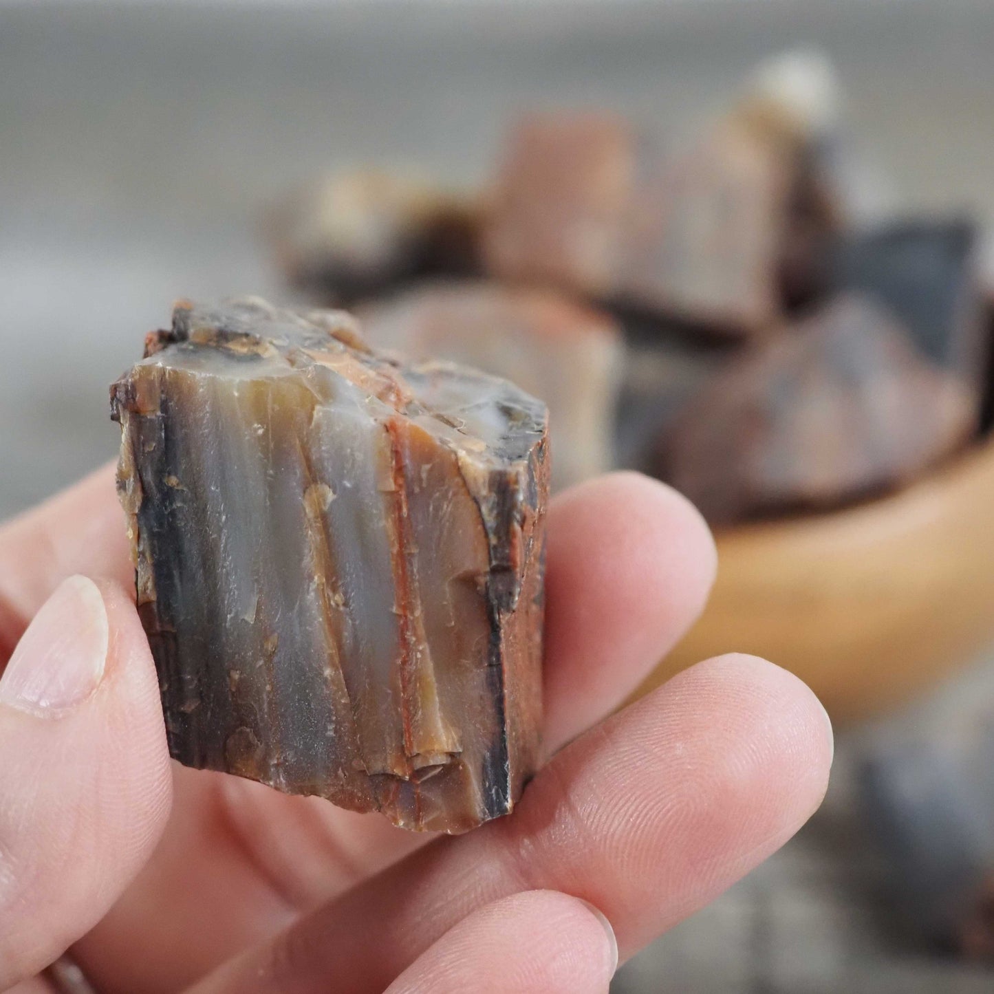 Arizona Rainbow Petrified Wood - Medium Pieces