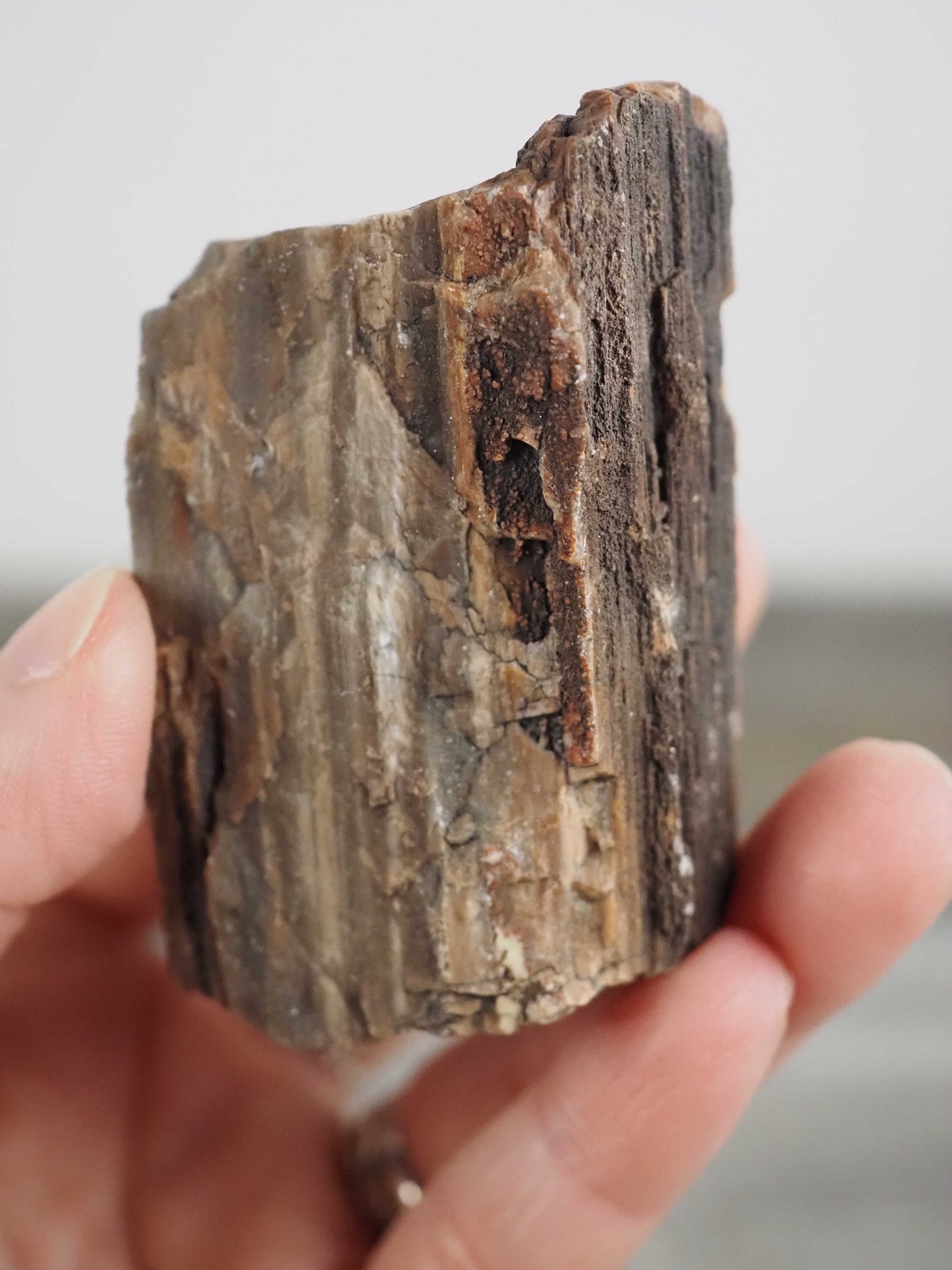 Petrified Agatized Rainbow Limb Cast A from Arizona