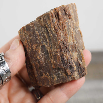 Petrified Agatized Rainbow Limb Cast B from Arizona