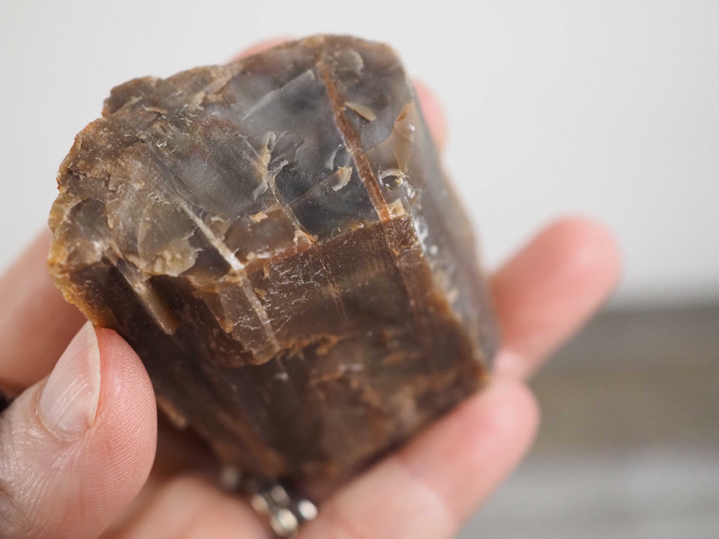 Petrified Agatized Rainbow Limb Cast B from Arizona