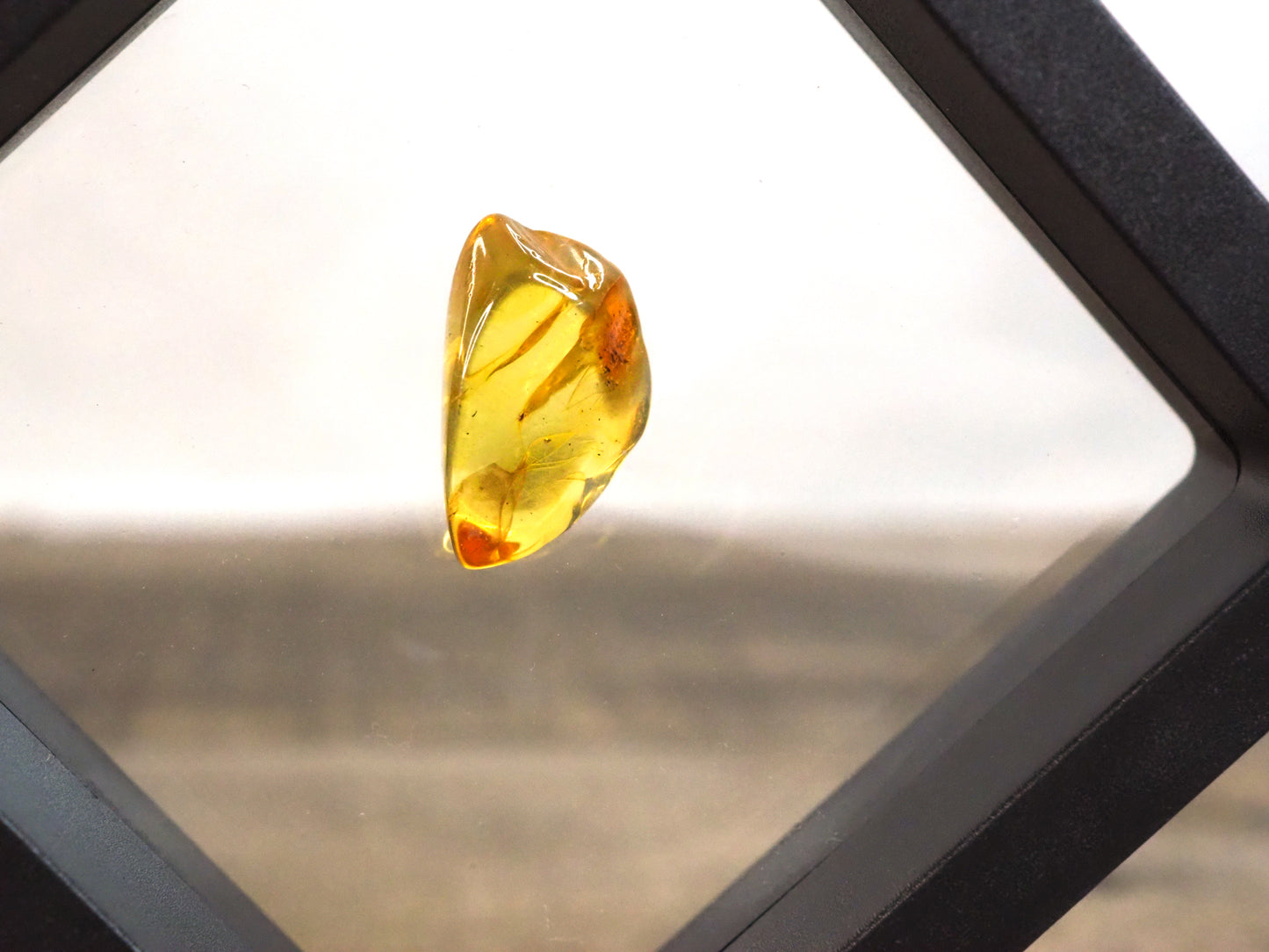 Baltic Amber A with Spider Inclusion
